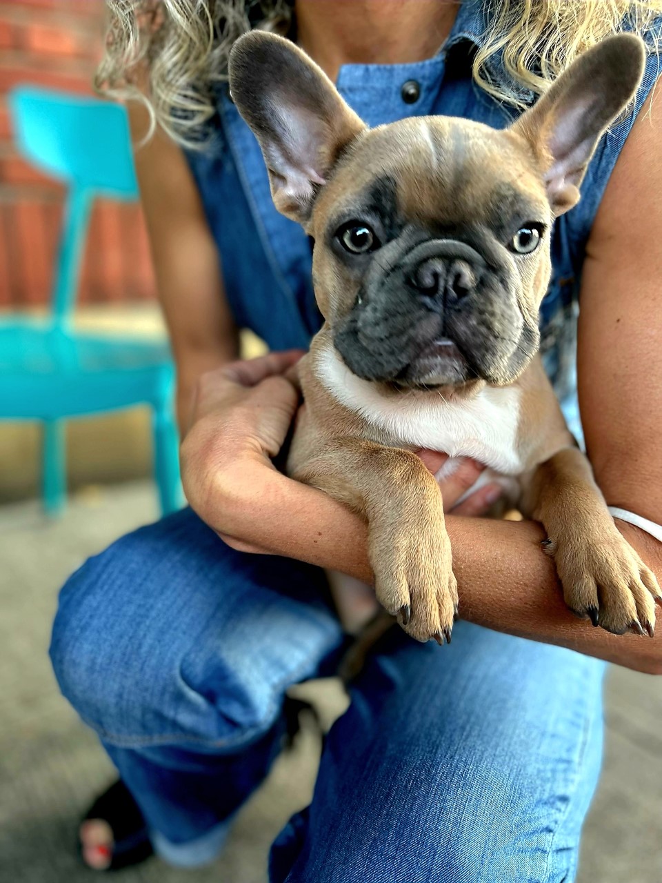 Cassis, the Backcountry Wine shop dog — French bulldog puppy held in the doorway.