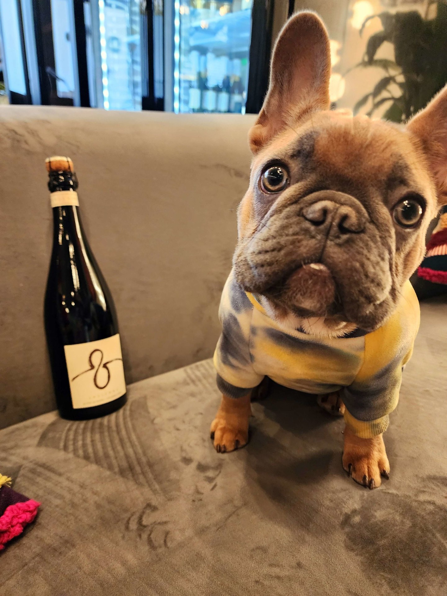 Cassis, the Backcountry shop dog — French bulldog puppy on a velvet sofa beside a sparkling wine bottle.