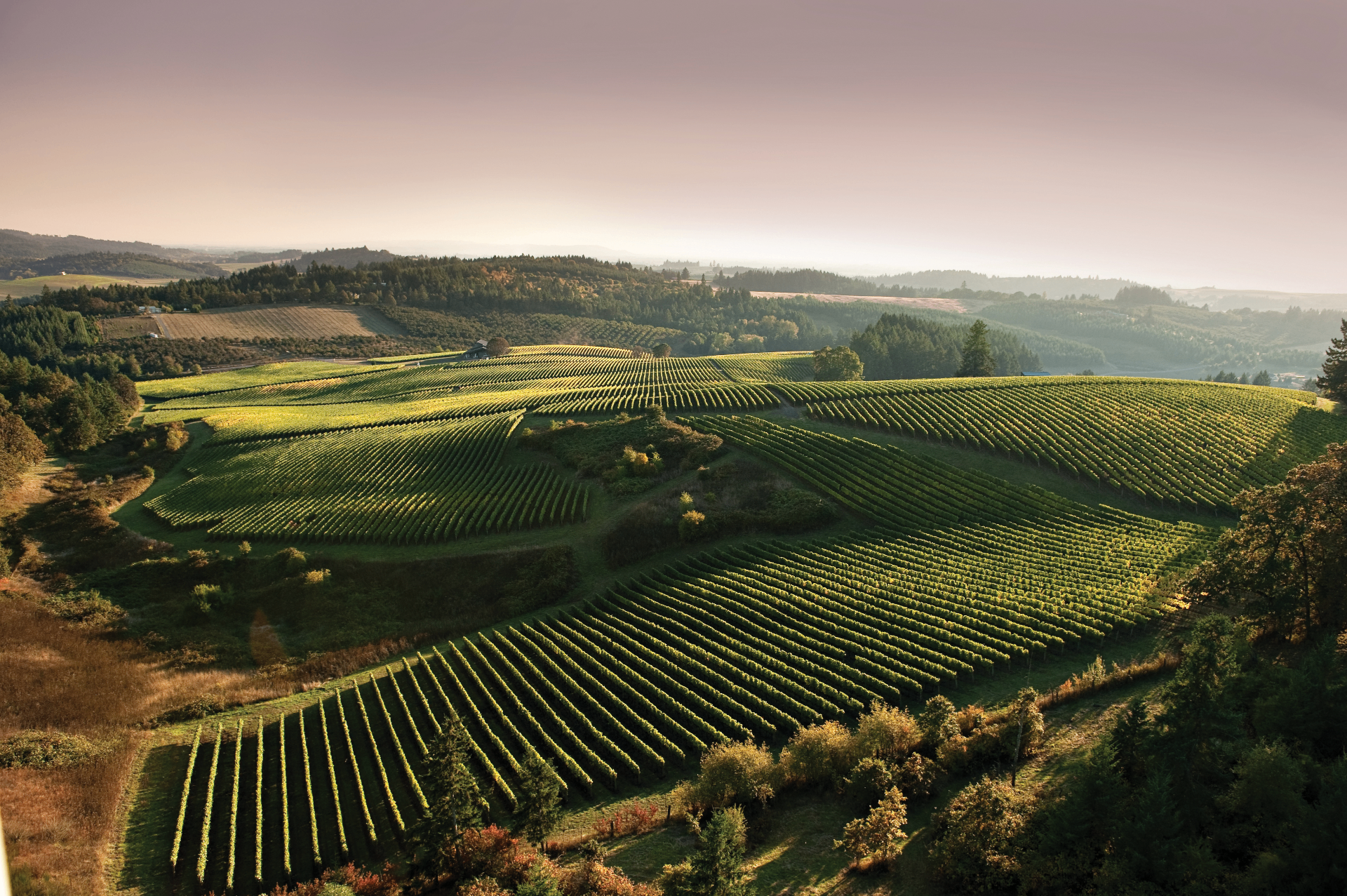 Sunset over a Willamette Valley vineyard