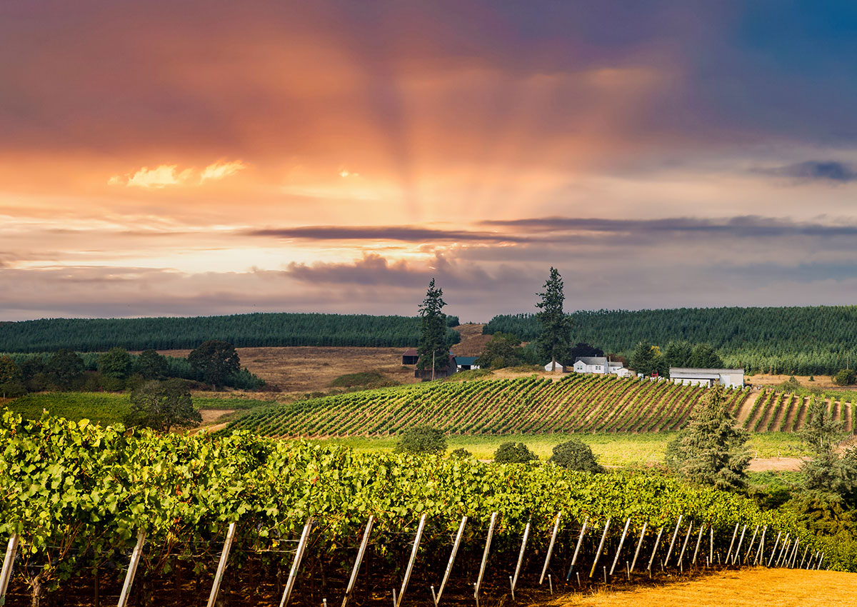 Sunset over a Willamette Valley vineyard in Oregon wine country